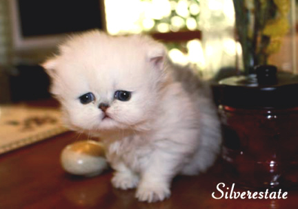 kitten
